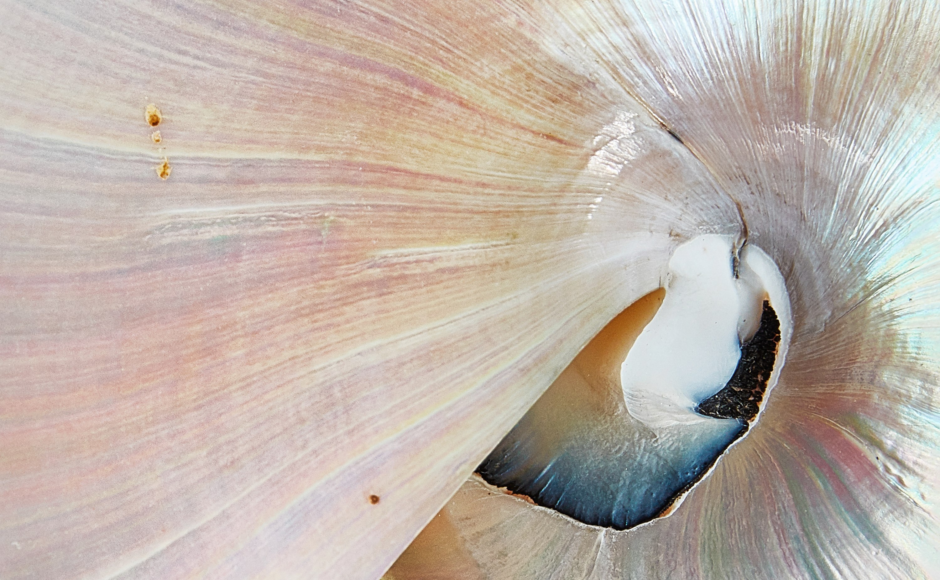 Iriodin® | EMD Surface Portal